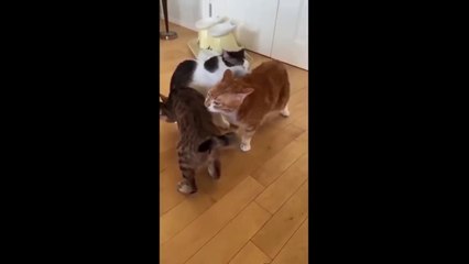 Funniest Cats and Dogs Videos Hilarious Animal Compilation