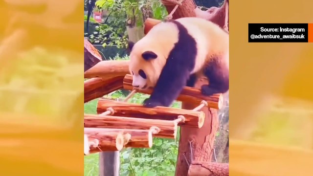 Hupaisa video näyttää kuinka pandat ovat planeetan kömpelöimpiä olentoja
