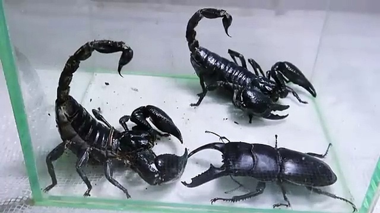Black Titan Bug and 2 Giant Scorpions - Go find the King of Insects ...