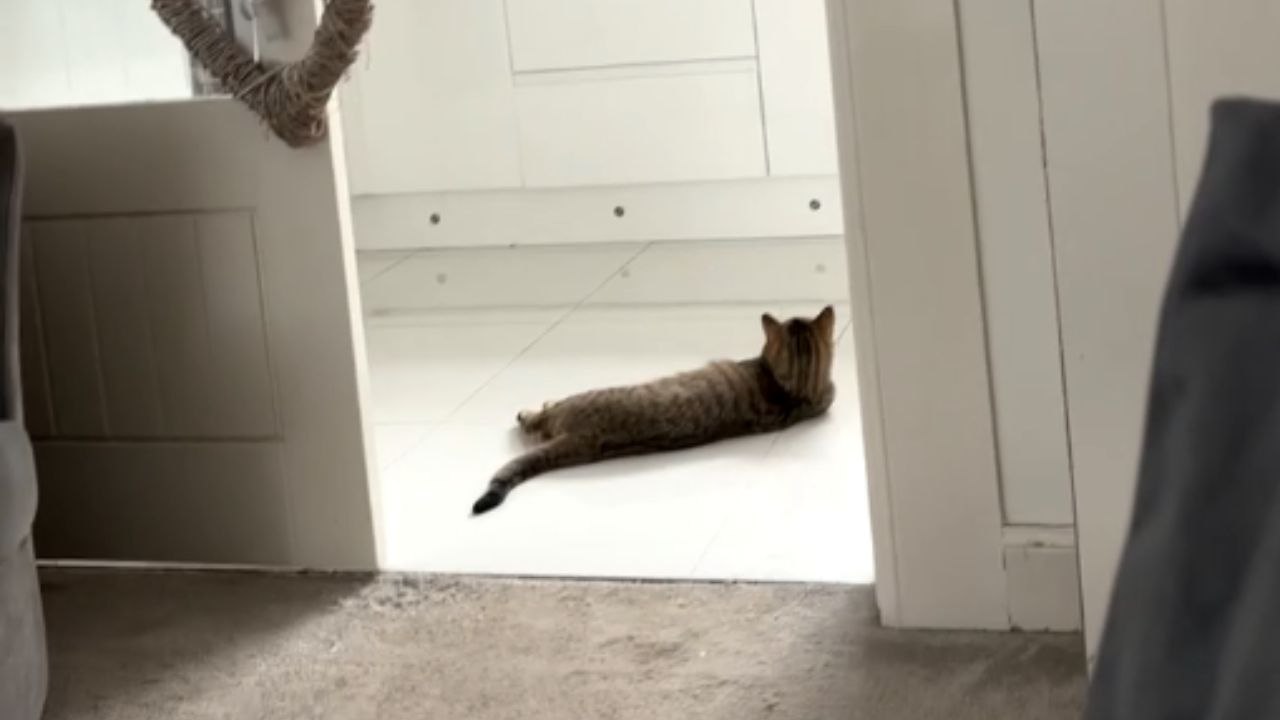 Sneaky kitty and its lazy pal pull off a comical kitchen heist