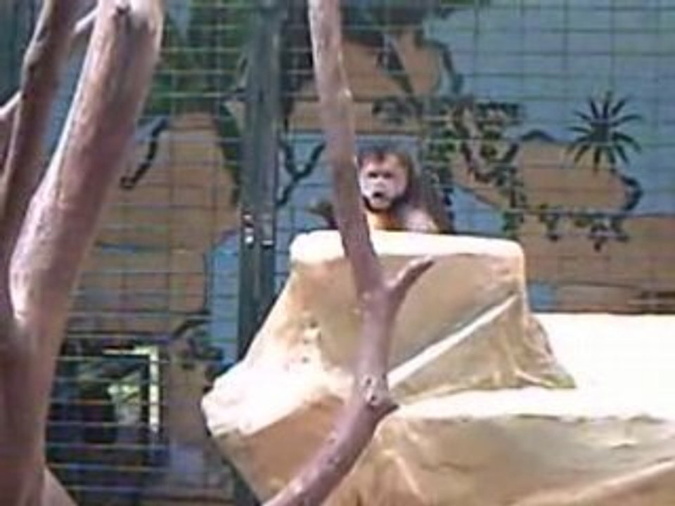 La palmyre 29 mars 2008 038