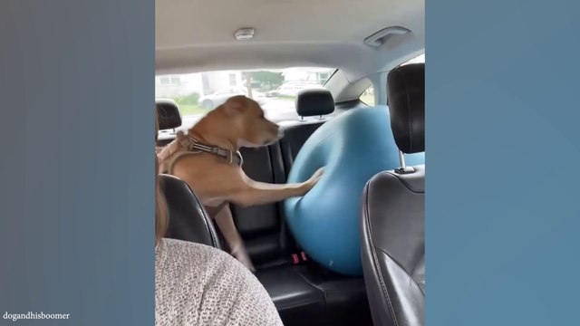 Funniest Animal Videos That Will Make You Laugh - Best Funny Animals Videos Of 2024