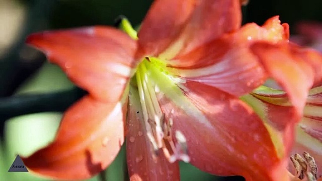 Passionate Bikini Modeling  Love the Way You Lie  RIHANNA-Alexara