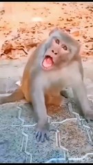 cut cats  funny video  monkey funny _shortvideos _monkey _cats _funnyvideos _cutebaby(720P_HD)