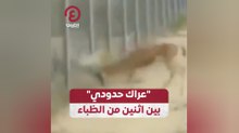"عراك حدودي" بين اثنين من الظباء