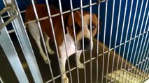 Old film❤️Banjo Tooie, Boxer 2 yr old A600021 Happy Wagging Tail spins around & around like a fan .. good focus friendly boy Doggie under tent at kennel 219 Pima Animal Care Center❤️4000 N. Silverbell Tucson AZ on 5-17-2017