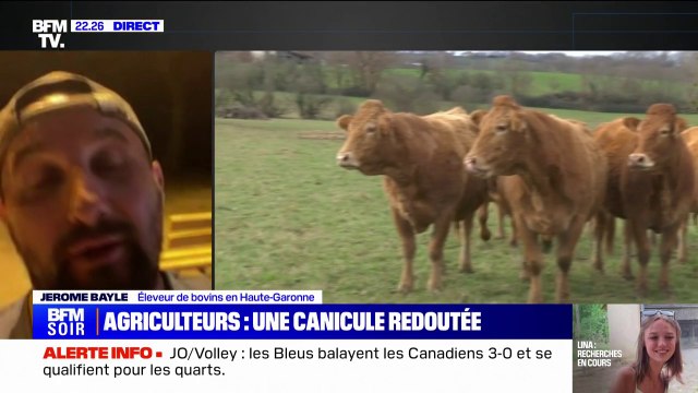 Canicule: cet éleveur bovin en Haute-Garonne inquiet pour ses vaches