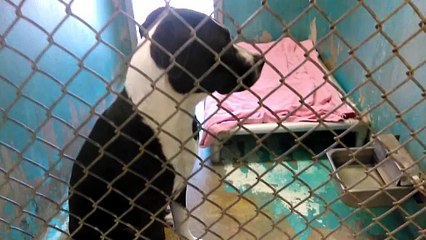 Old film❤️Bentley 2y (not in video Raven 1y Pet Id 842891Adopted6-27-2017) HSSAZ shelter❤️5-17-2017 old film 10209077236716118
