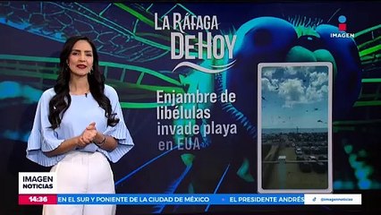 VIDEO: Enjambre de libélulas invade playa de Estados Unidos