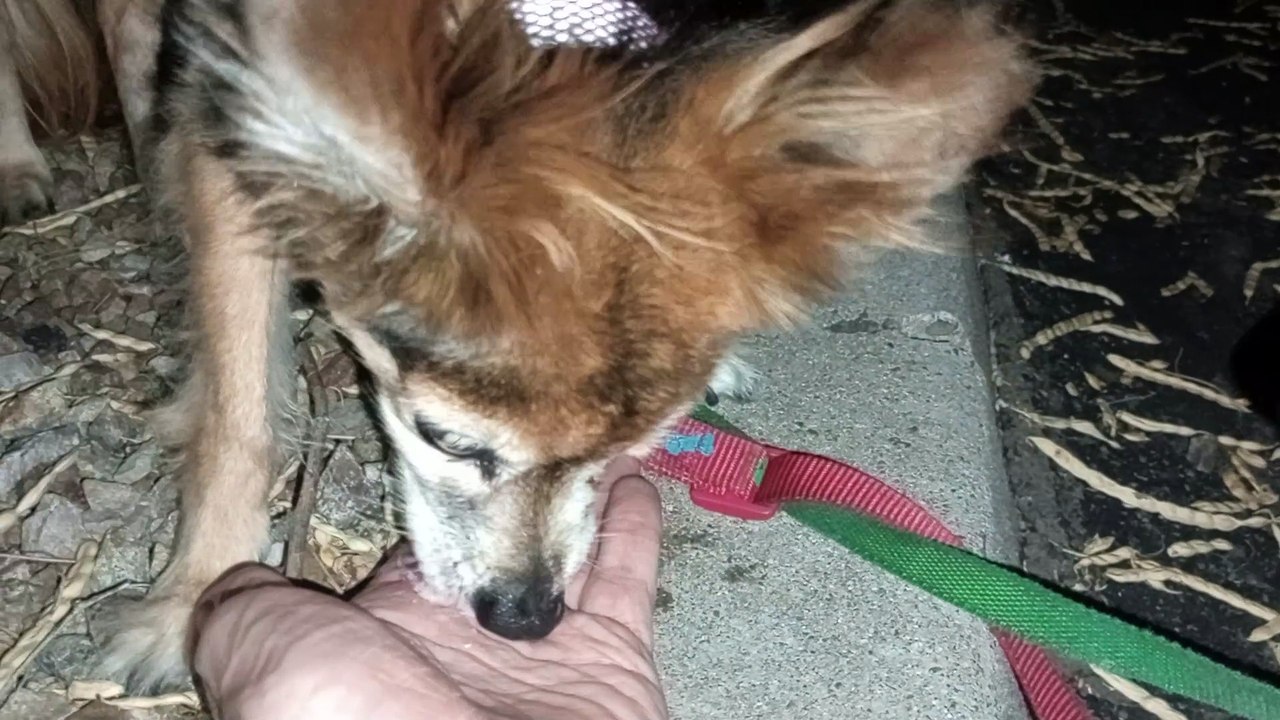 Ozzyta Villanova Paco; wish Villanova was weight bearing on right arm by now it's been 4 days now VID_20240727_202838581