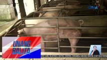 Bakuna kontra-ASF, ipamamahagi simula Agosto hanggang Setyembre | Unang Balita