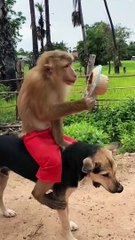 Dog  and monkey  friendship #dailymotion video #shorts#doh#viral