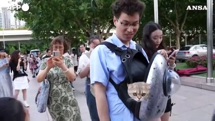 Cina, il museo sull'antico Egitto di Shanghai apre ai gatti