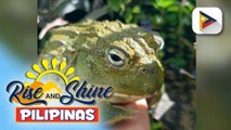 Pet's Day: African bullfrog