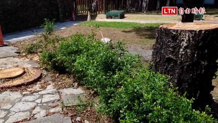 南門古蹟公園南洋杉遭砍引發爭議🌳：市府安全檢查引發質疑