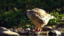 The Greylag Goose: Close Up HD Footage (Anser anser)