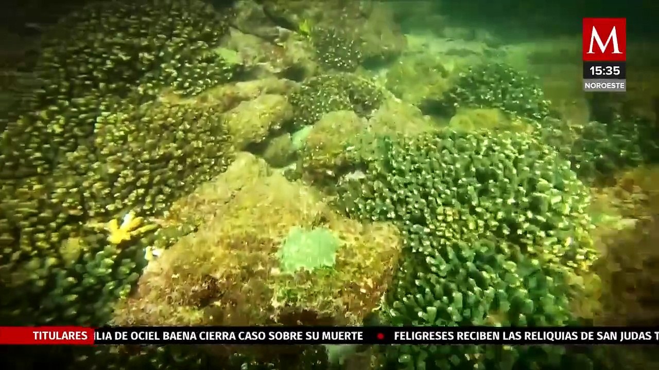 En Islas Marietas, el aumento de la temperatura del mar mató al 90% del arrecife de coral | Milenio Hábitat