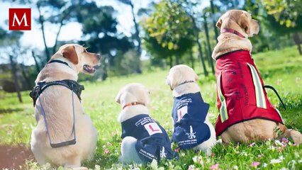 ¿Qué distingue a los perros de asistencia médica de los perros de apoyo emocional?