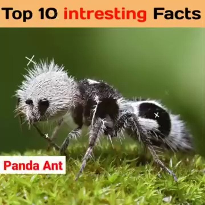 Top 10 Amazing Facts in Hindi  _ interesting facts random facts #shorts #facts