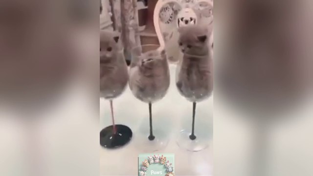 Funny Animals Cute Animals * Keep you laughing ALL DAY#9