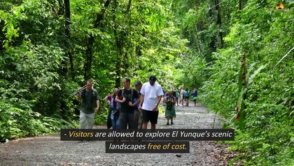 How To Make The Most Of Your El Yunque National Forest Tour
