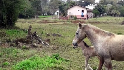 Segundo dia da potra recém nascida!