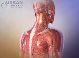 Neuromuscular Junction role / How Neuromuscular junction Damaged effects to Movement System?.