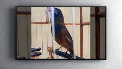 Azulão pintado cantando muito!