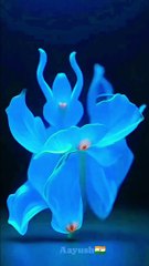 Rose Amazing Dance  Pardisiaan Ye Sach Hai Piya Song