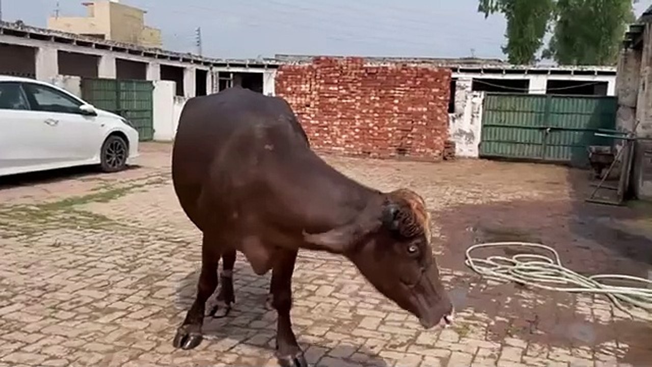 Bani maldhari