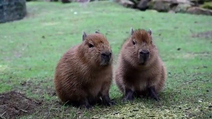 Surprise twin capybara babies born at Sussex zoo