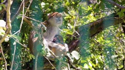 Folly Farm primate keeper Rosie Badger talks about Patas Plains