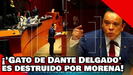 ¡VE! ¡un ‘gato de Dante Delgado’ es aniquilado por Morena por atacar la mayoría calificada de la 4T!