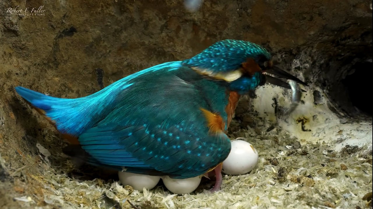 Kingfisher Chicks Hatch & Dad Eager to Feed | 4K | Discover Wildlife | Robert E Fuller