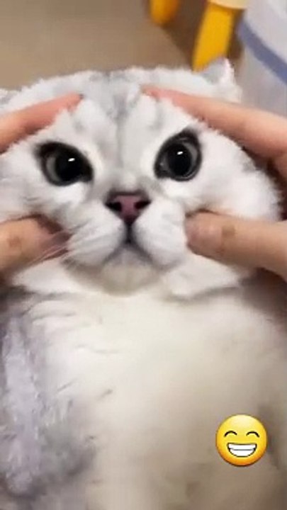 Funny cat 