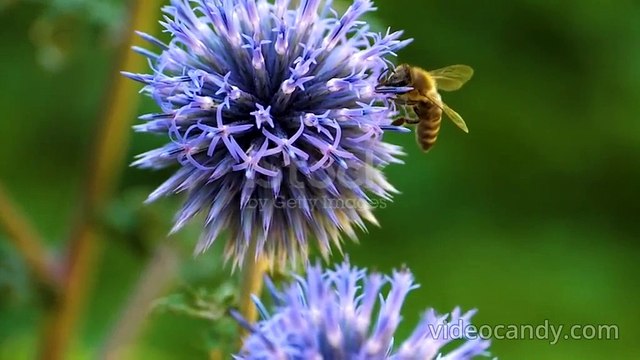 istockphoto-163785521-640_adpp_is_merged