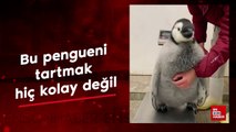 Bu pengueni tartmak hiç kolay değil