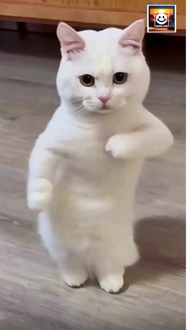 ⁣Dancing Cat 2 | Funny Cat | Cat Dance