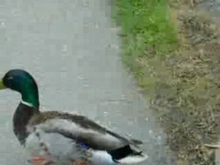 petits canards en ballade