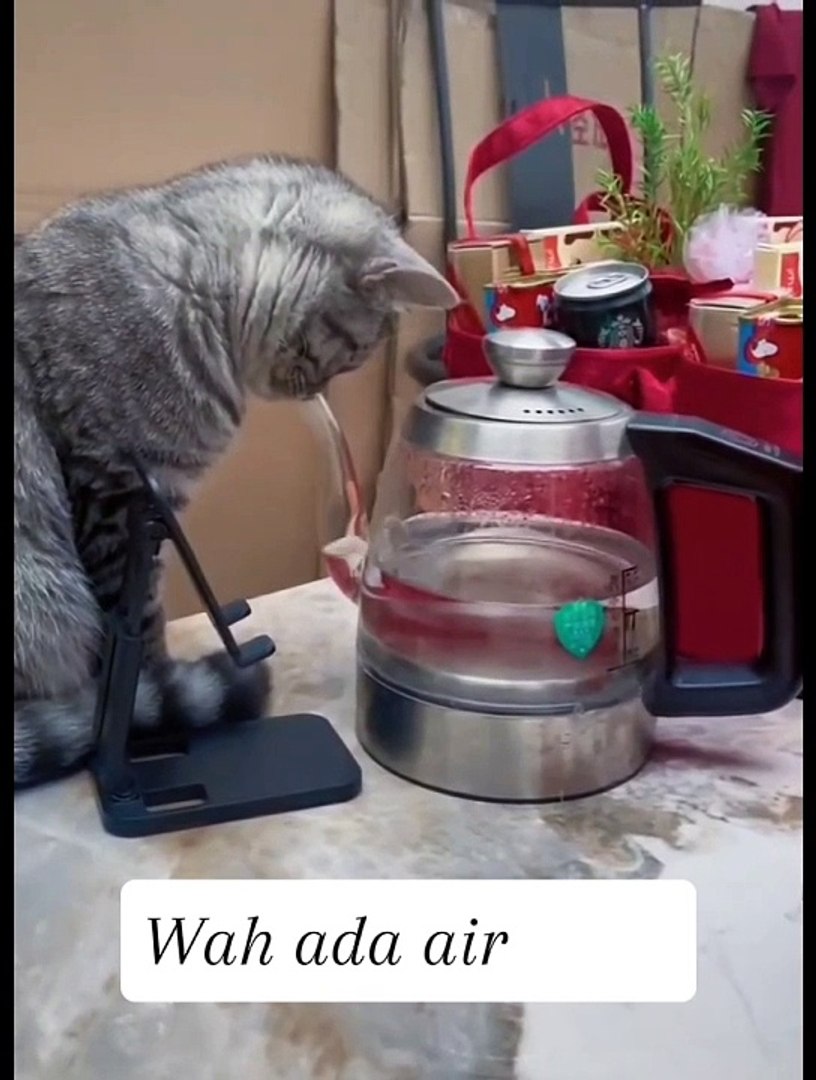 Kucing lucu  #animals #pets #cute #funny