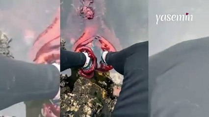 Taşın üzerinde otururken dev bir ahtapotla karşılaştı! Rahatlığı herkesi şoke etti