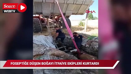 Foseptiğe düşen boğayı itfaiye ekipleri kurtardı