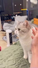 Very Very very beautiful cat.