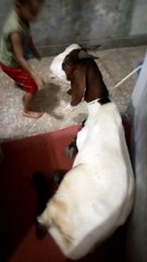 Baby is Feeding his goat