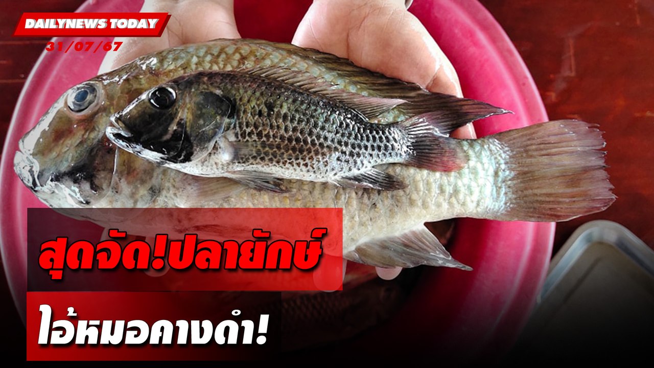 สุดจัด!ปลายักษ์ ไอ้หมอคางดำ! | DAILYNEWSTODAY 31/07/67