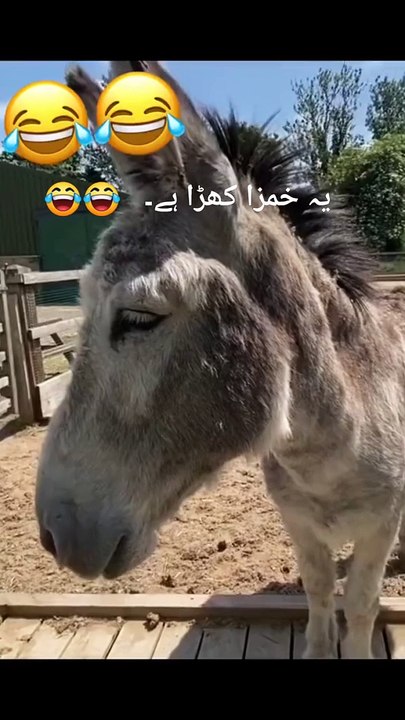 Hamza / funny video / comedy