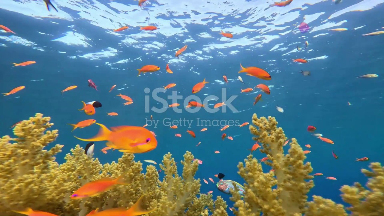 The Adventure of Tilly the Turtle | Moral Story For Children | AI Generated With Eng Subtitles