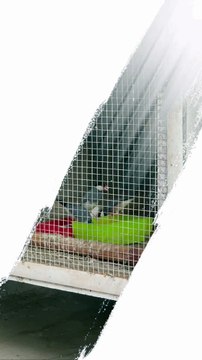 #trending #viral #usa #shortvideo #baby #java #sparrow #javasparrow #finches #pet #birds