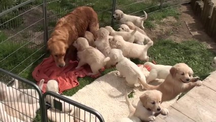 Schwarm"-"von"-"Golden"-"Retriever"-"Welpen(1080p)