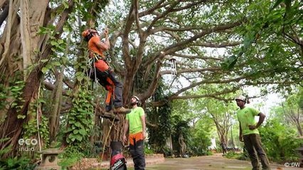 How Arborists Are Saving Trees in Tamil Nadu 🌳